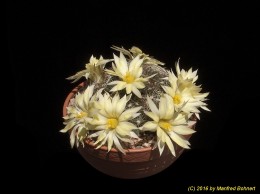 Mammillaria spaerica 788